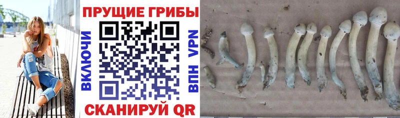 магазин    Бакал  Псилоцибиновые грибы Psilocybe 